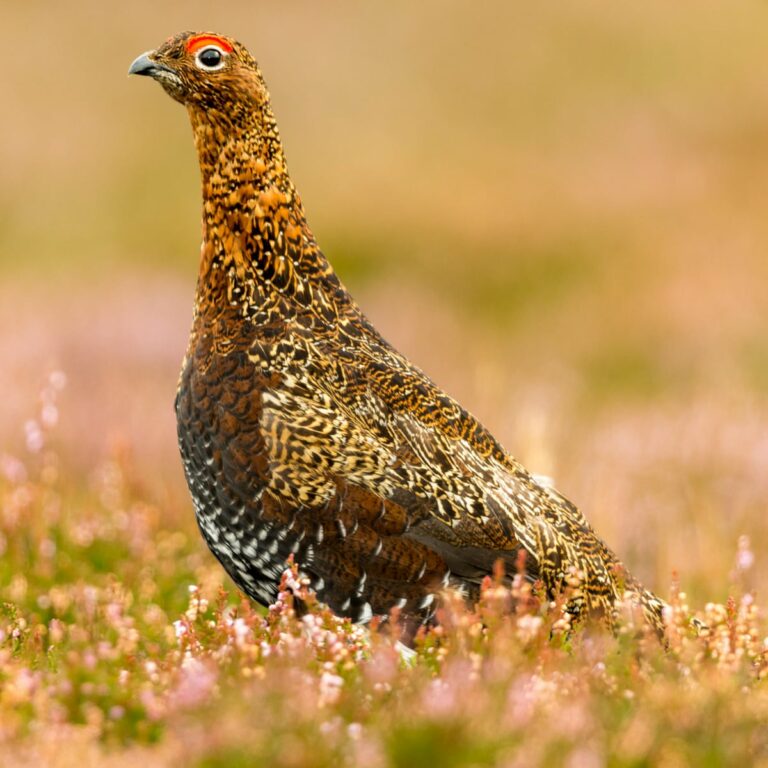 Why Grouse Is More Exclusive Than Ever Sykes House Farm